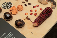 Apertura NUBA 8