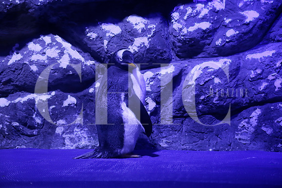 Aspectos (42)